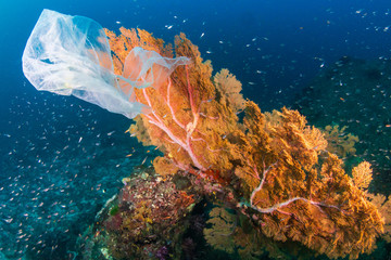 Wall Mural - Plastic Pollution - a discarded plastic bags drifts across a tropical coral reef in Asia