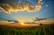 Iowa Corn Fields