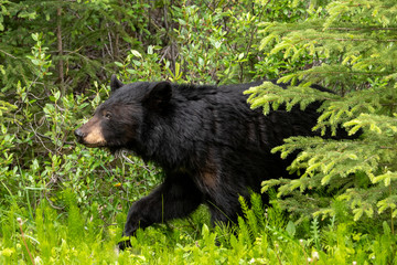 Wall Mural - small black bear coming out of woods 