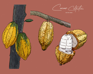 Wall Mural - cacao, hand draw sketch vector.