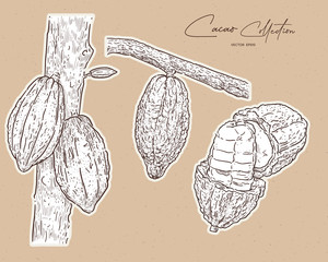 Wall Mural - cacao, hand draw sketch vector.