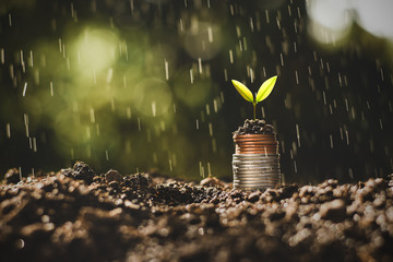 The coins are stacked on the ground and the seedlings are growing on top, the concept of saving money and financial growth.