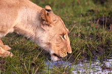 Close-up Of A Drinking Lioness