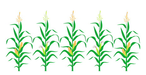 Wall Mural - Field with corn. Isolated corn on white background