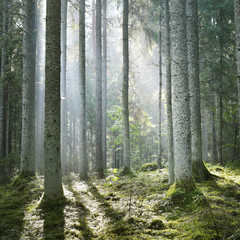 Wall Mural - Sun rays in a fog in the forest. Latvia