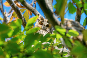 Long Eared Owl sitting on a tree (Asio otus) 