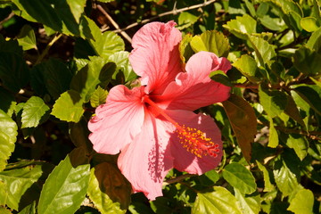 Foto de una flor rosa hibiscus