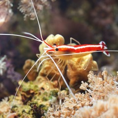 Wall Mural - Lysmata amboinensis cleaner shrimp in marine aquarium