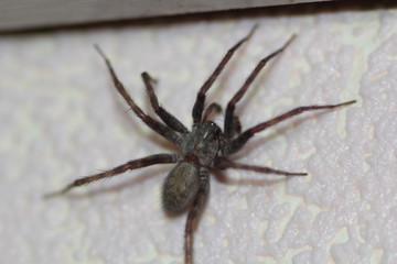 spider