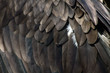 golden eagle wing feathers close up