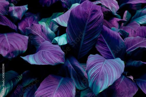 Fototapete - leaves of Spathiphyllum cannifolium, abstract colorful texture, nature dark tone background, tropical leaf