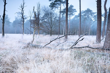 Wall Mural - forest in fog and frost