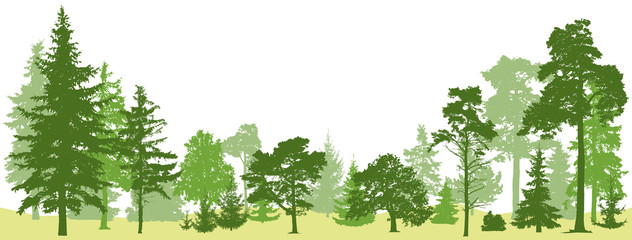 Wall Mural - Tree forest vector. Isolated set trees evergreen pine