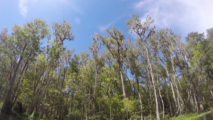 Wall Mural - Cypress trees by the river