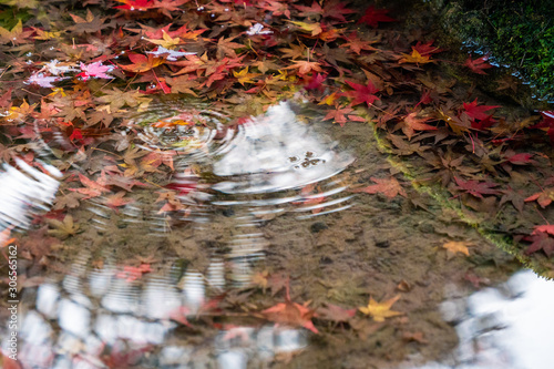水面から覗く紅葉 Comprar Esta Foto De Stock Y Explorar Imagenes Similares En Adobe Stock Adobe Stock 水面から覗く紅葉 Comprar Esta Foto De Stock Y Explorar Imagenes Similares En Adobe Stock Adobe Stock