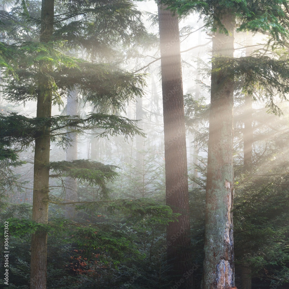 Misty pine forest with visible rays of sun through the fog. French Alsace - obrazy, fototapety, plakaty 