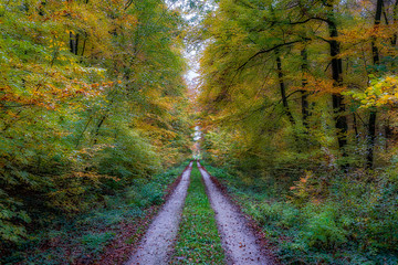 Two laned road into an colorful autumn forest