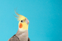 Cockatiel, Adorable Parrot Isolated On Blue Background, Best Parrot Pictures. Copy Space