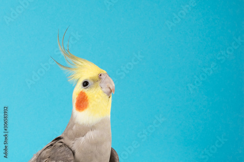 Fotografía Cockatiel, Adorable parrot isolated on blue background, best parrot pictures