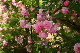 Fototapeta  - Pink flowers