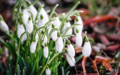 Wall Mural - snowdrops in the spring