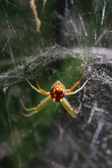 spider