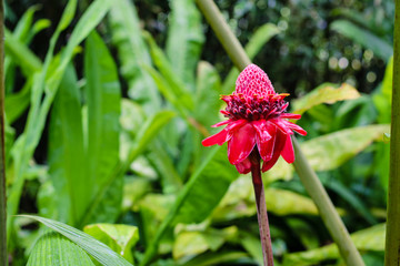 Red ginger lily flower in the garden