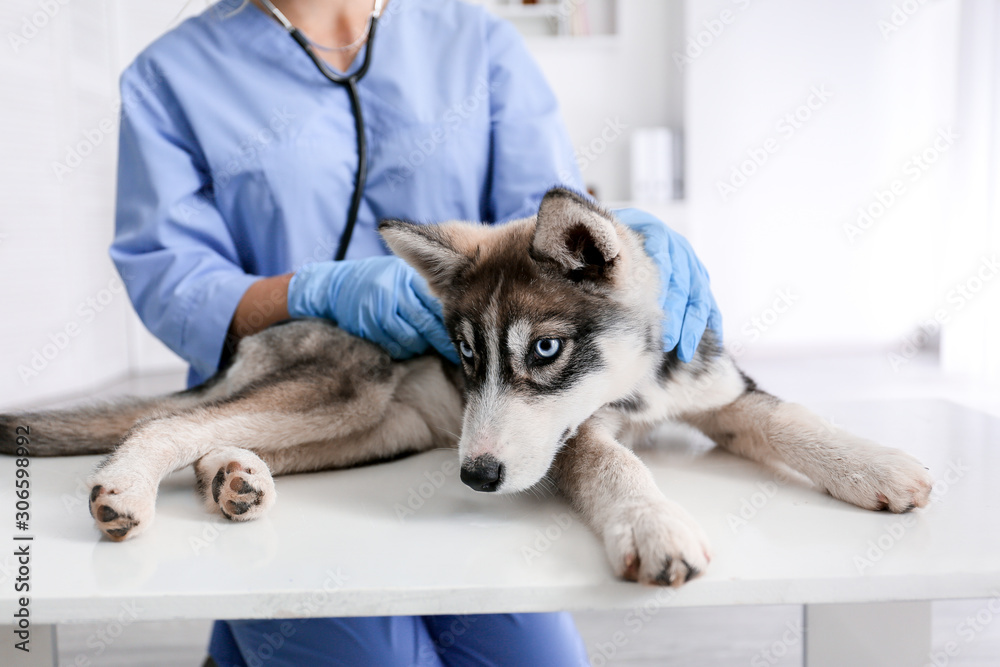 Veterinarian examining cute husky puppy in clinic