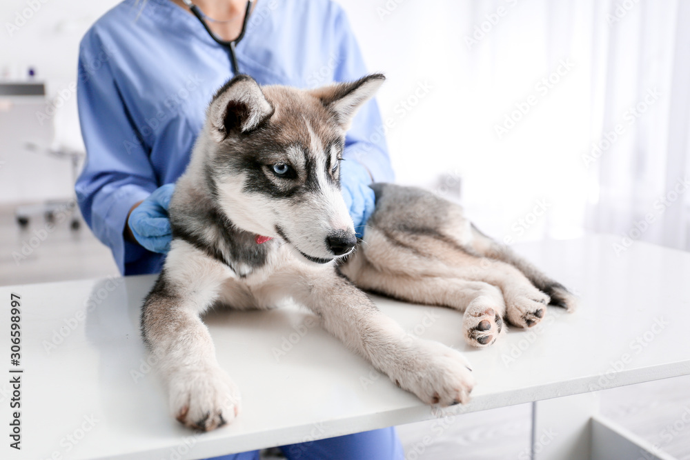 Veterinarian examining cute husky puppy in clinic