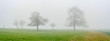 Einsamkeit / Stille / Herbst  Blattlose Bäume im Nebel
