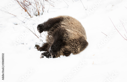 Fotomural Grizzly bear cubs in the wild