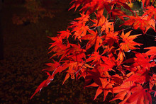 Red Leaves Of Maple Tree At Night, Kyoto, Japan