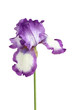 Lilac with white iris flower isolated on white background