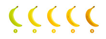 Banana Ripeness. Stages Of Growth And Ripening Of Banana Fruit. Selection Of Ripe Banana. Vector Illustration