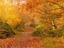 Beautiful Autumn Foliage In A Country Lane At Barlow Common, North Yorkshire, England