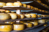 Fototapeta  - Traditional Dutch Gouda cheese maturing on wooden shelves