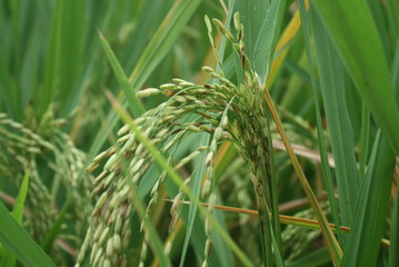 closeup of green grass