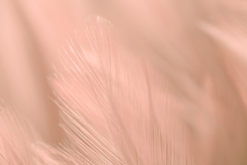 Wall Mural - Blur Bird chickens feather texture for background, Fantasy, Abstract, soft color of art design.