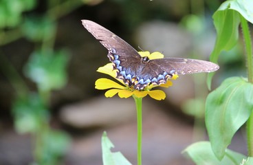 Wall Mural - butterfly on a flower