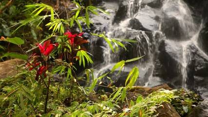 Wall Mural - tropical waterfall cascades in lush tropical rainforest in bali 