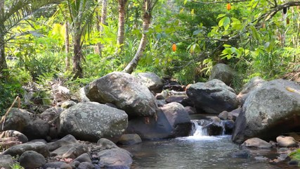 Wall Mural - tranquil river in tropical jungle in bali indonesia