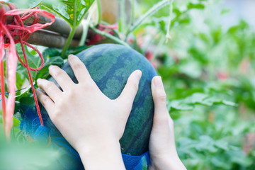 Wall Mural - woman hand picking ripe watermelon in garden farm