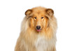 Funny Portrait of Collie Dog Showing tongue on Isolated White Background