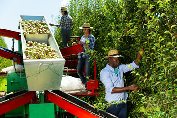 Wall Mural - Farmers working on harvesting platform in garden