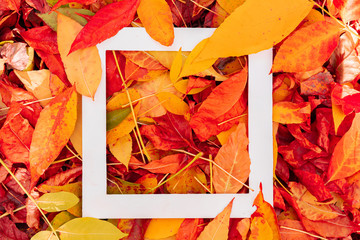 Wall Mural - a square white frame on top of the autumn fallen yellow and red leaves, mockup and copy space design