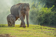 Leinwandbild Motiv Asian elephant family walking together in the forest.