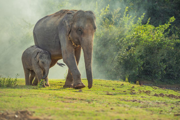asian elephant family walking together in the forest.