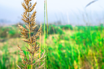 Wall Mural - fresh and healthy growing Johnson Grass green leaves with seeds in fields 