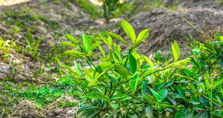 Wall Mural - fresh and healthy growing green leaves