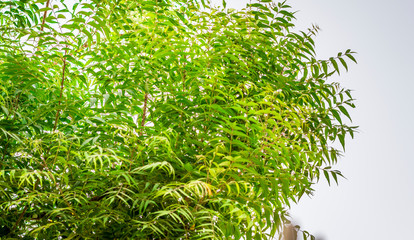 fresh and healthy neem tree leaves 